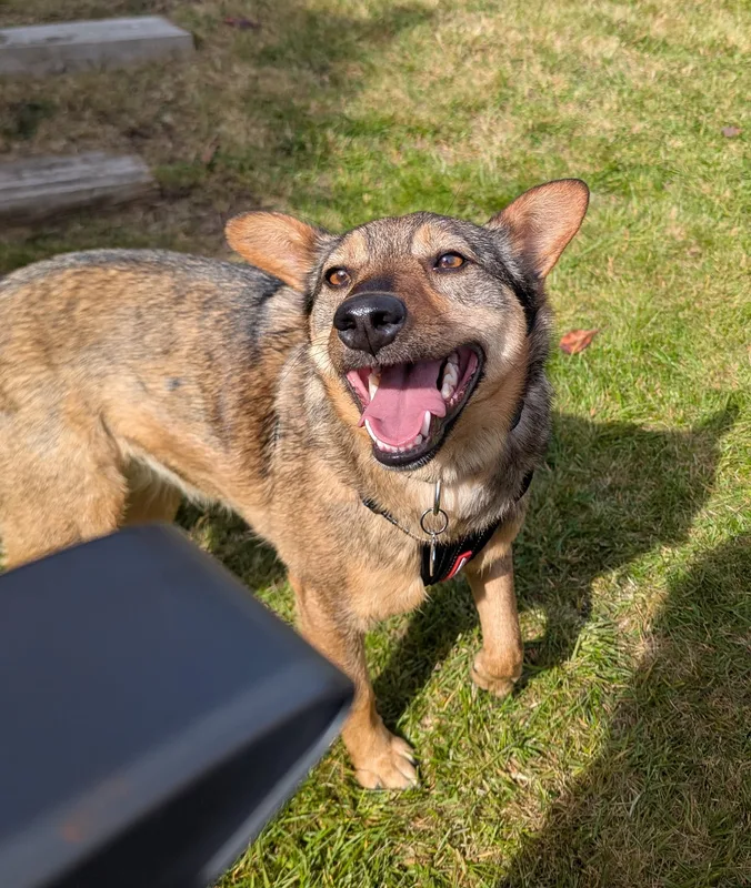 Patty, my rescue dog